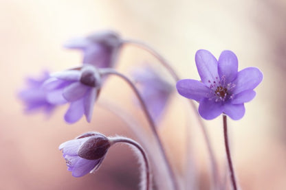 Perfectly purple