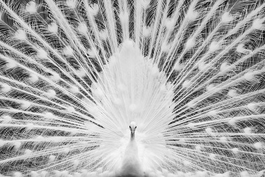 The white peacock