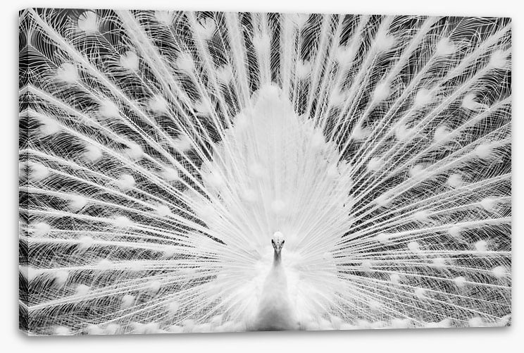 The white peacock