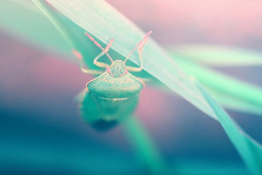 Insects
