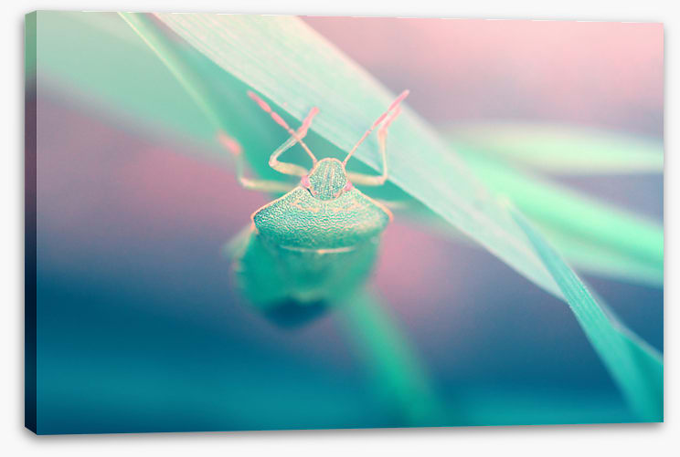 Insects