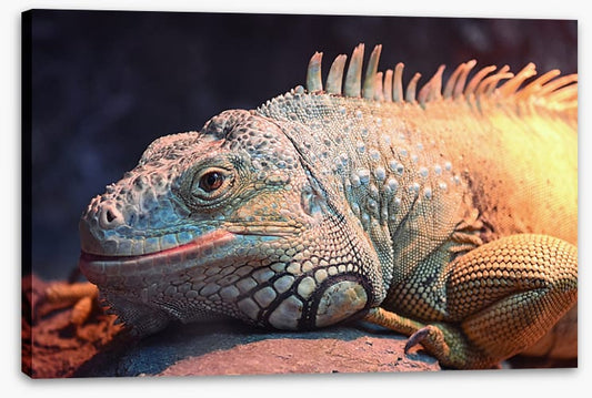 Happy iguana