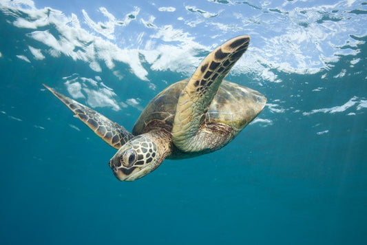 Turtle dive