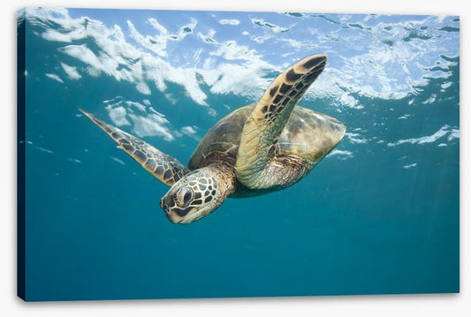 Turtle dive