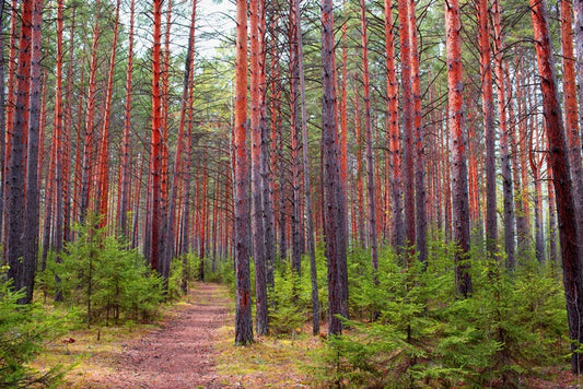 Redwood greens