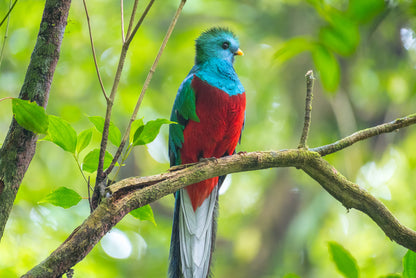 Birds