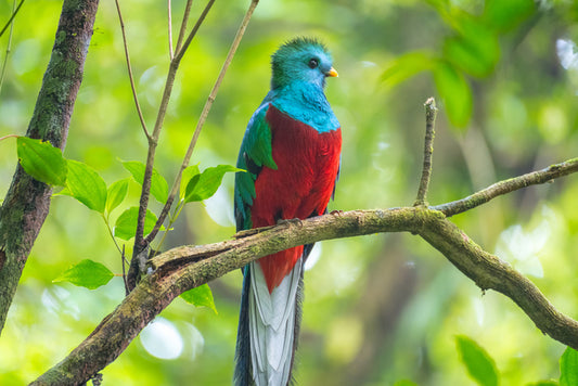 Birds