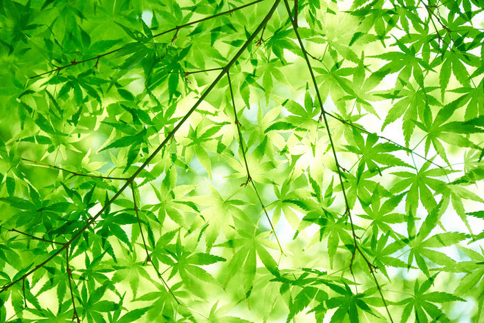 Leaves