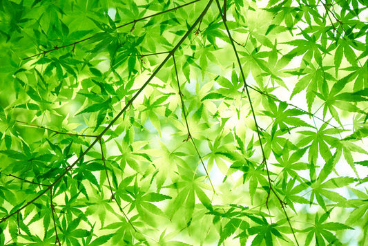 Leaves