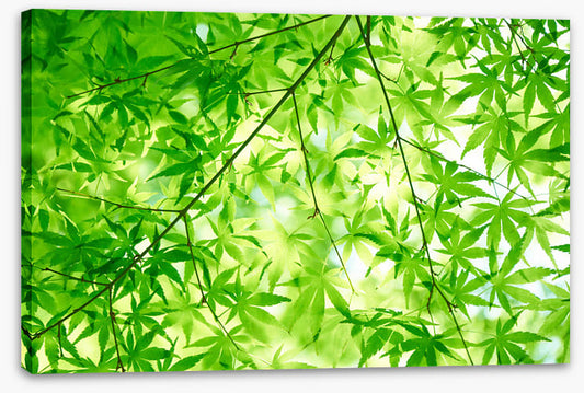 Leaves