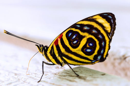 Insects