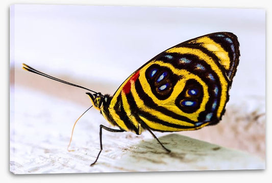 Insects
