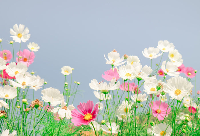 Blue sky cosmos