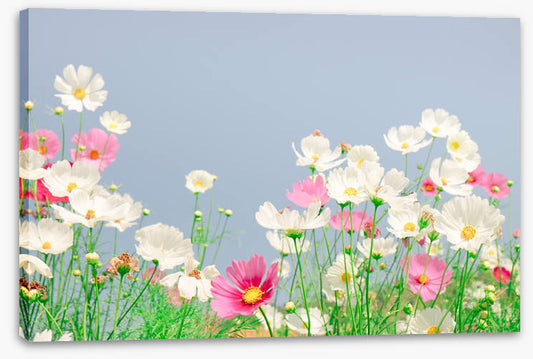Blue sky cosmos