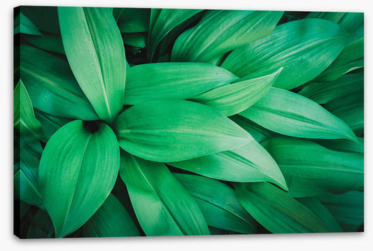 Lush leaves 1