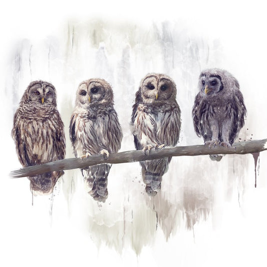 Owl rendez-vous