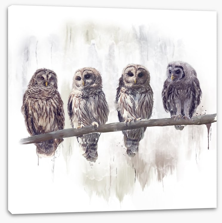 Owl rendez-vous