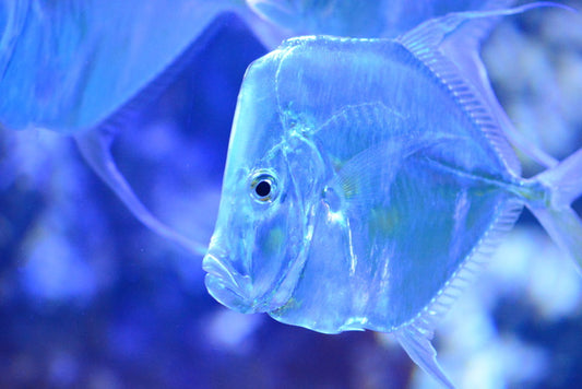 Feeling blue