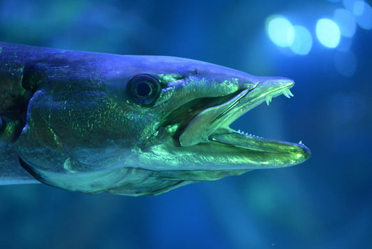 Fish / Aquatic