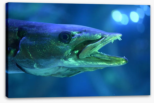 Fish / Aquatic