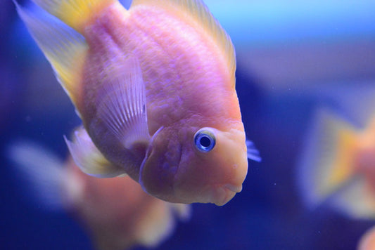 Fish / Aquatic