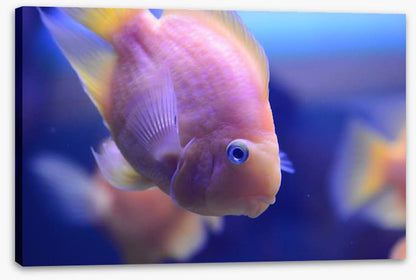 Fish / Aquatic