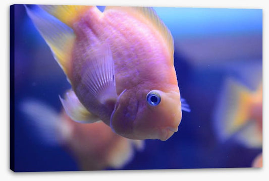 Fish / Aquatic