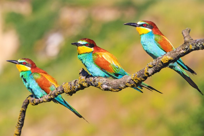 Tropical trio