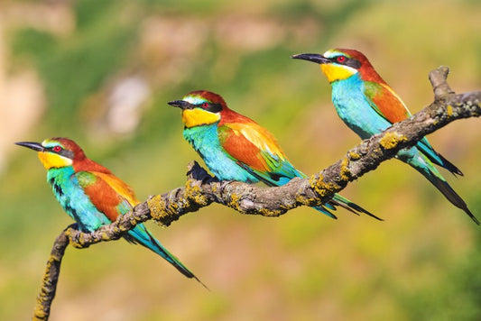 Tropical trio