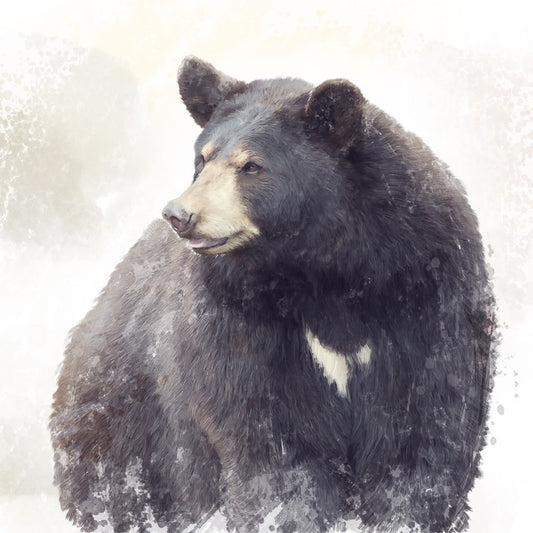 The black bear