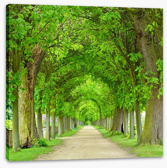 Green tree tunnel