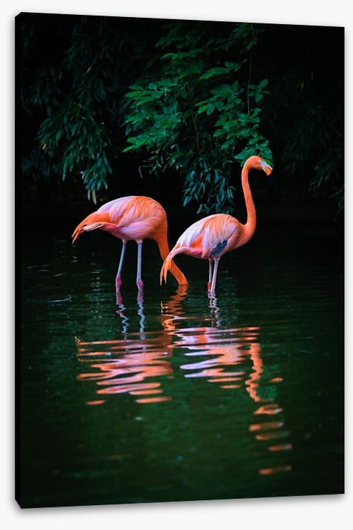 Flamingo reflections
