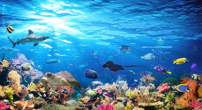 On the reef