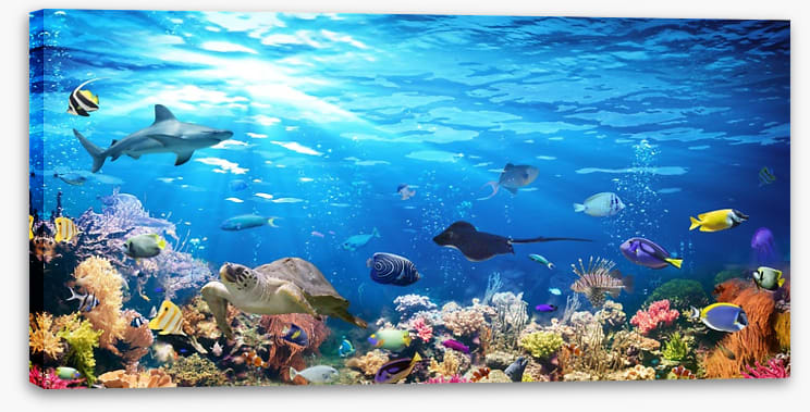On the reef