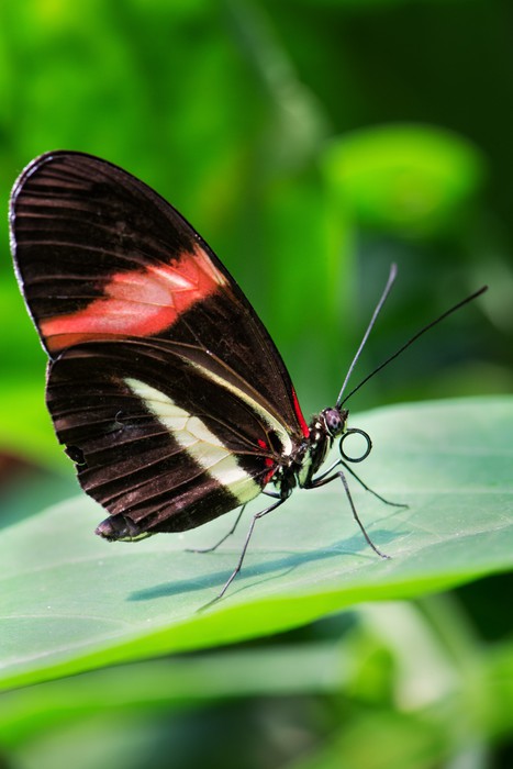 Insects