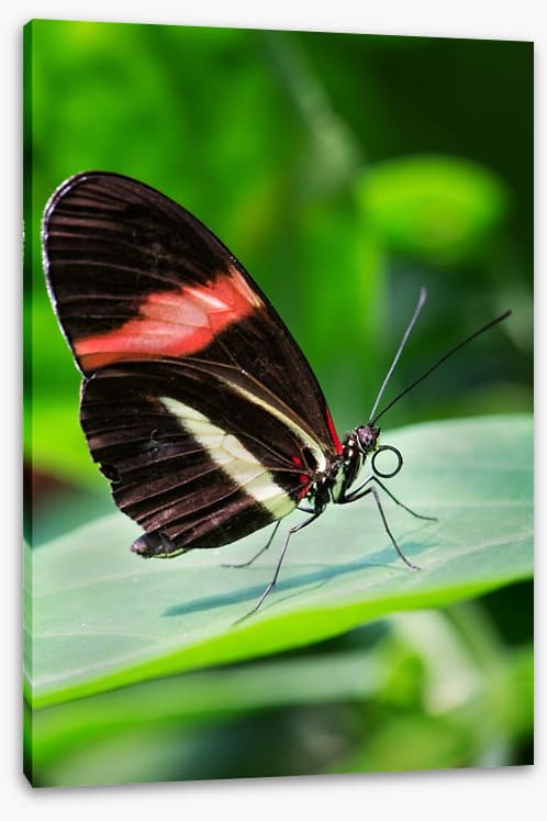 Insects