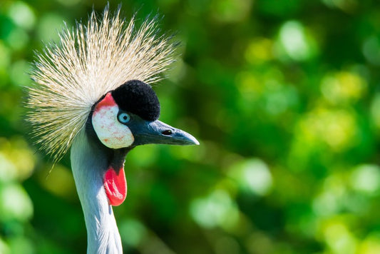 Grey crowned crane