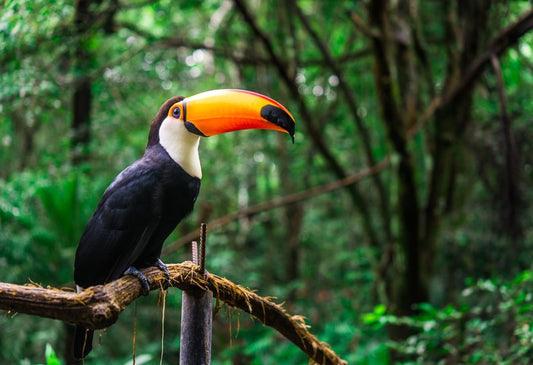 Toucan tropics