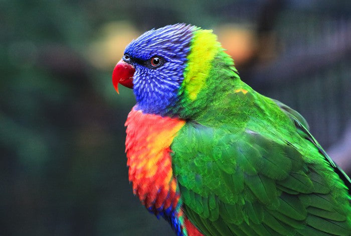 Rainbow lorikeet