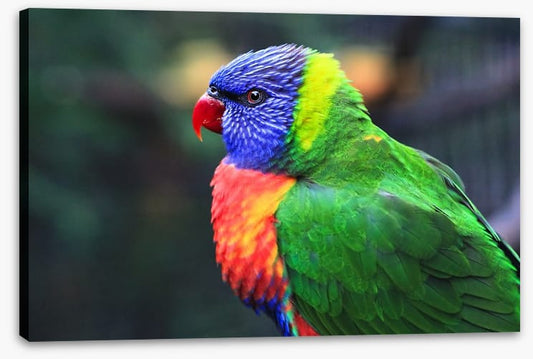 Rainbow lorikeet