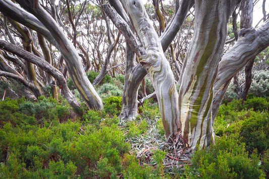 Baw Baw snow gums