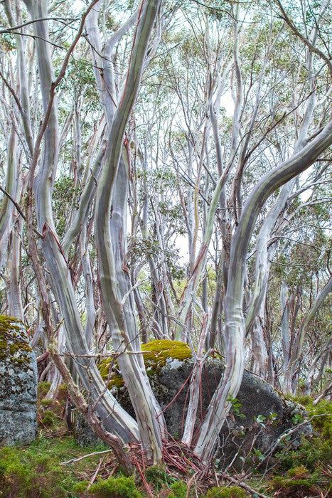 Snow gums in spring