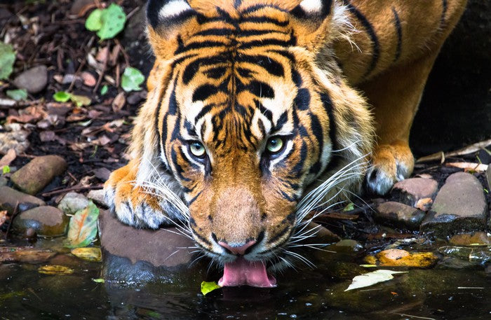 A watchful drink