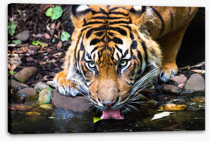 A watchful drink