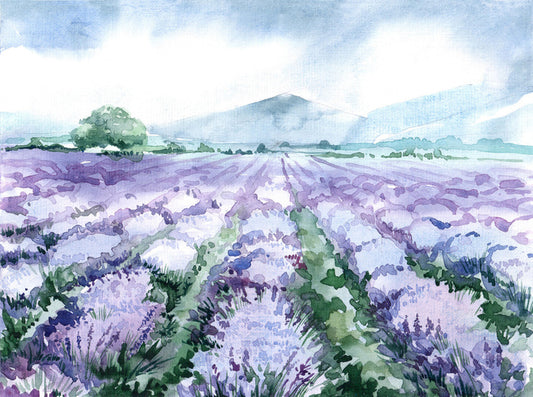 Lavandin aquarelle
