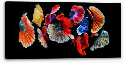 Fighting fish