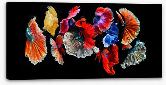 Fighting fish