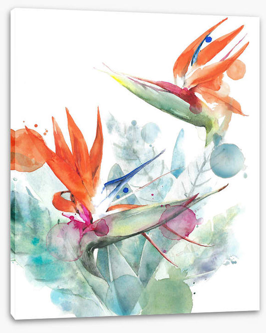 Paradise splash