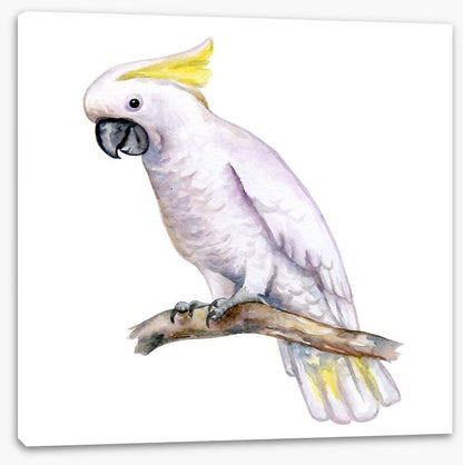 The white cockatoo