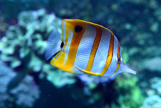 Fish / Aquatic